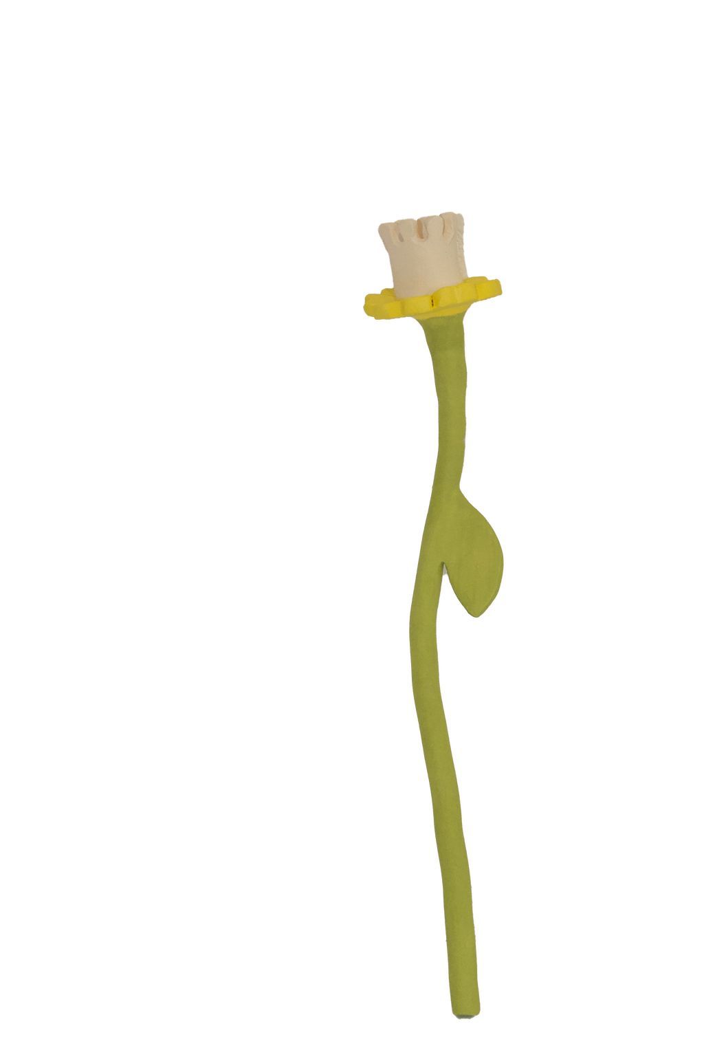 Daffodil Flower Stem
