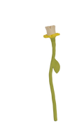 Daffodil Flower Stem