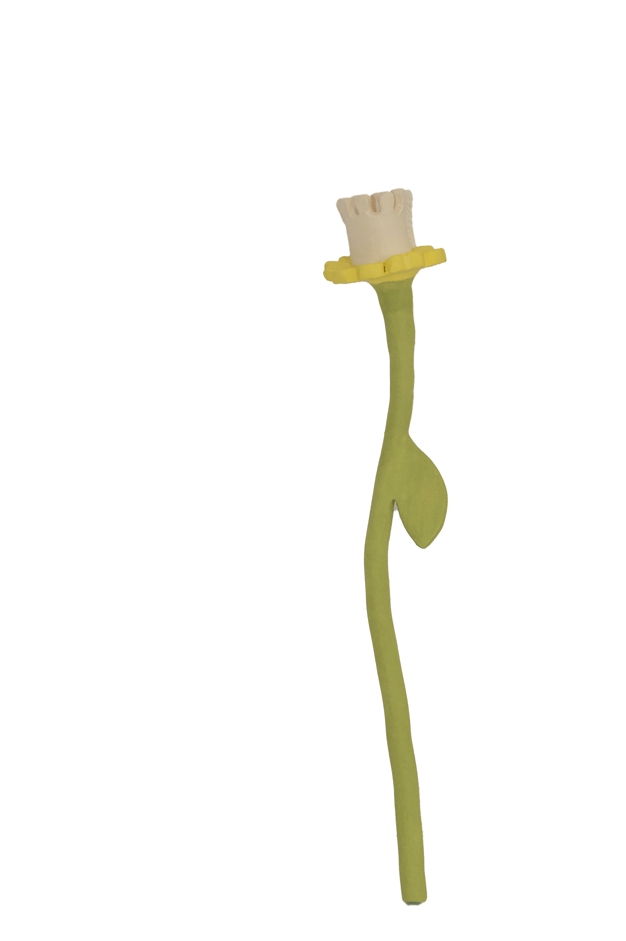 Daffodil Flower Stem