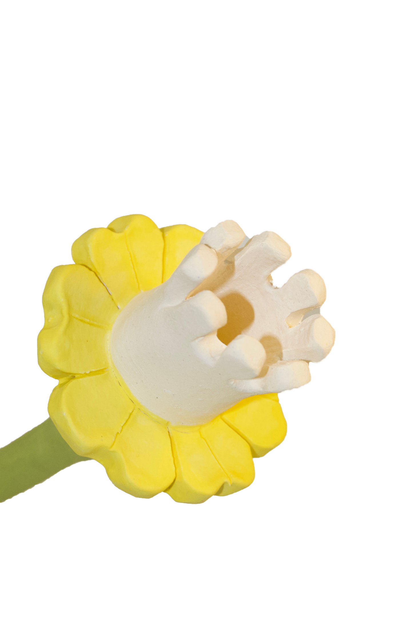 Daffodil Flower Stem