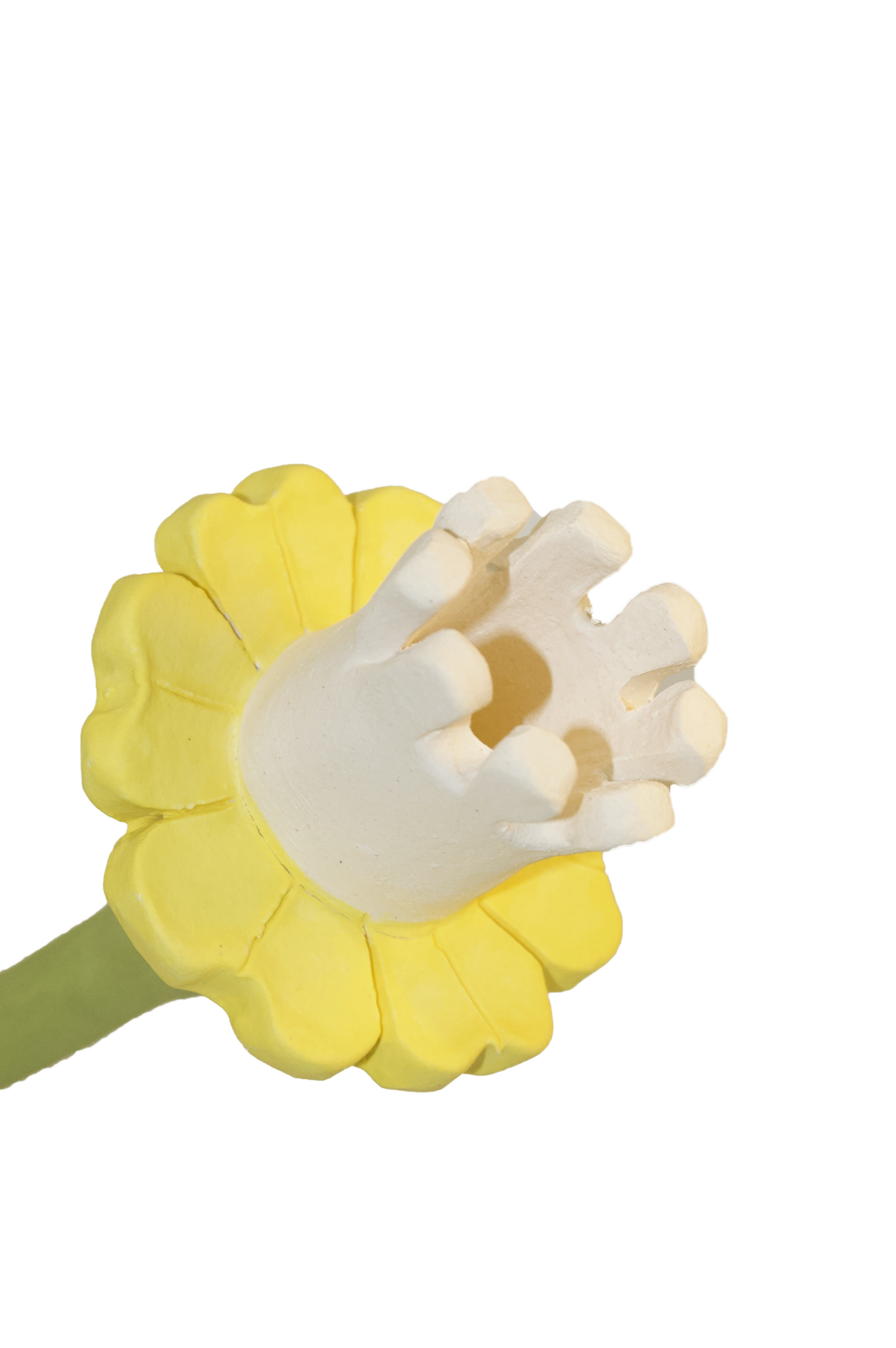 Daffodil Flower Stem