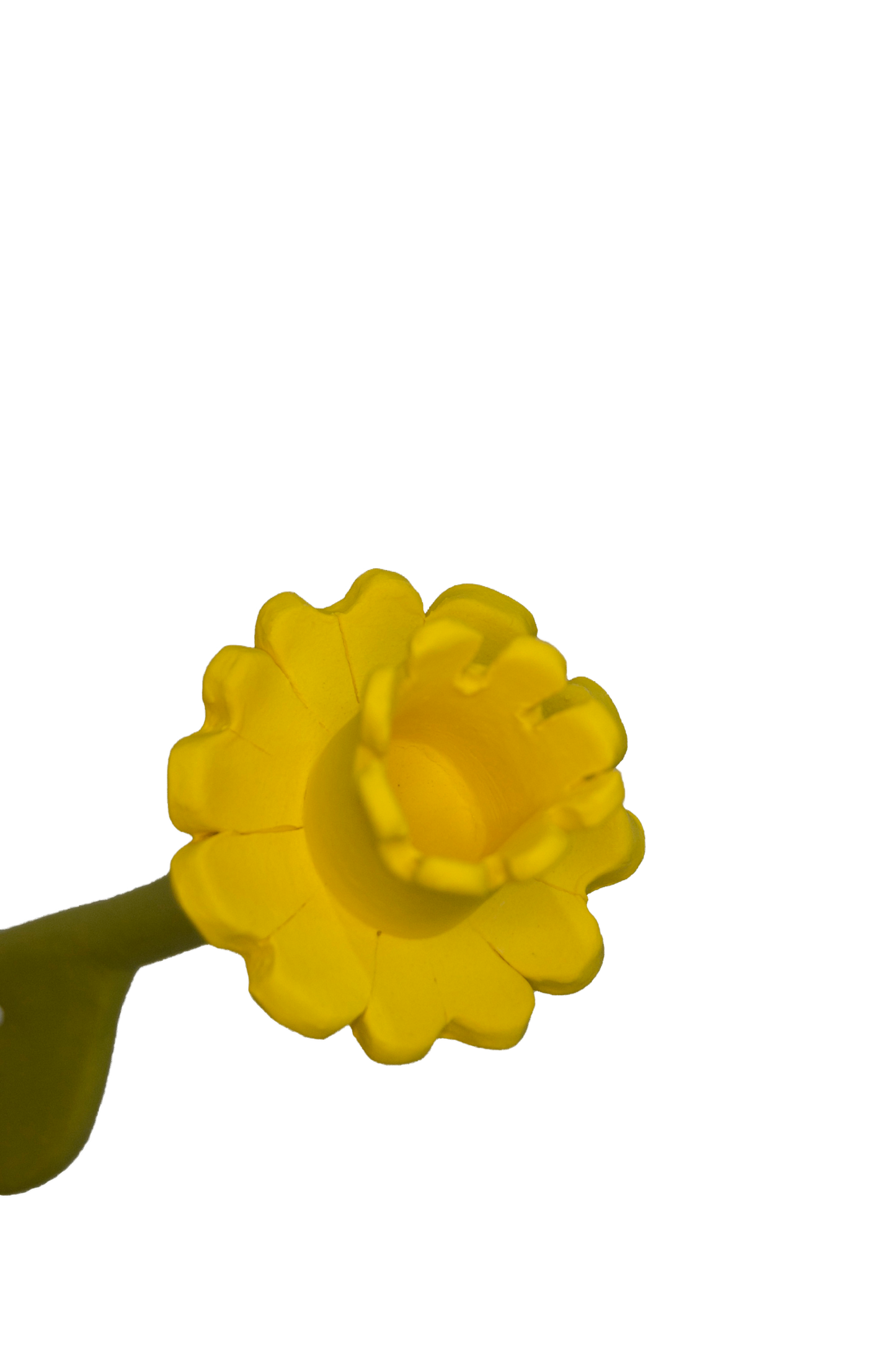 Daffodil Flower Stem