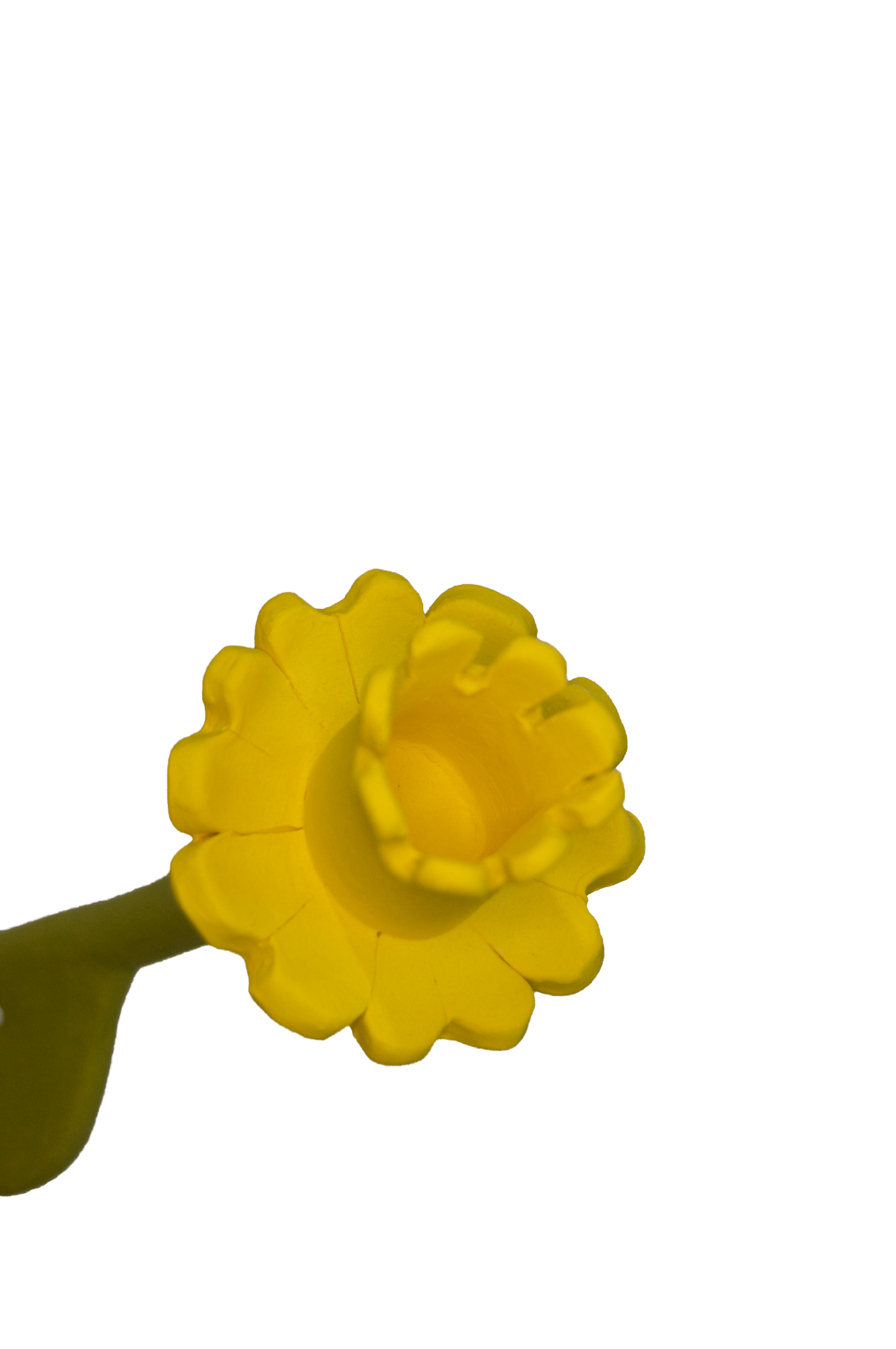 Daffodil Flower Stem