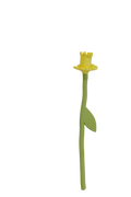Daffodil Flower Stem