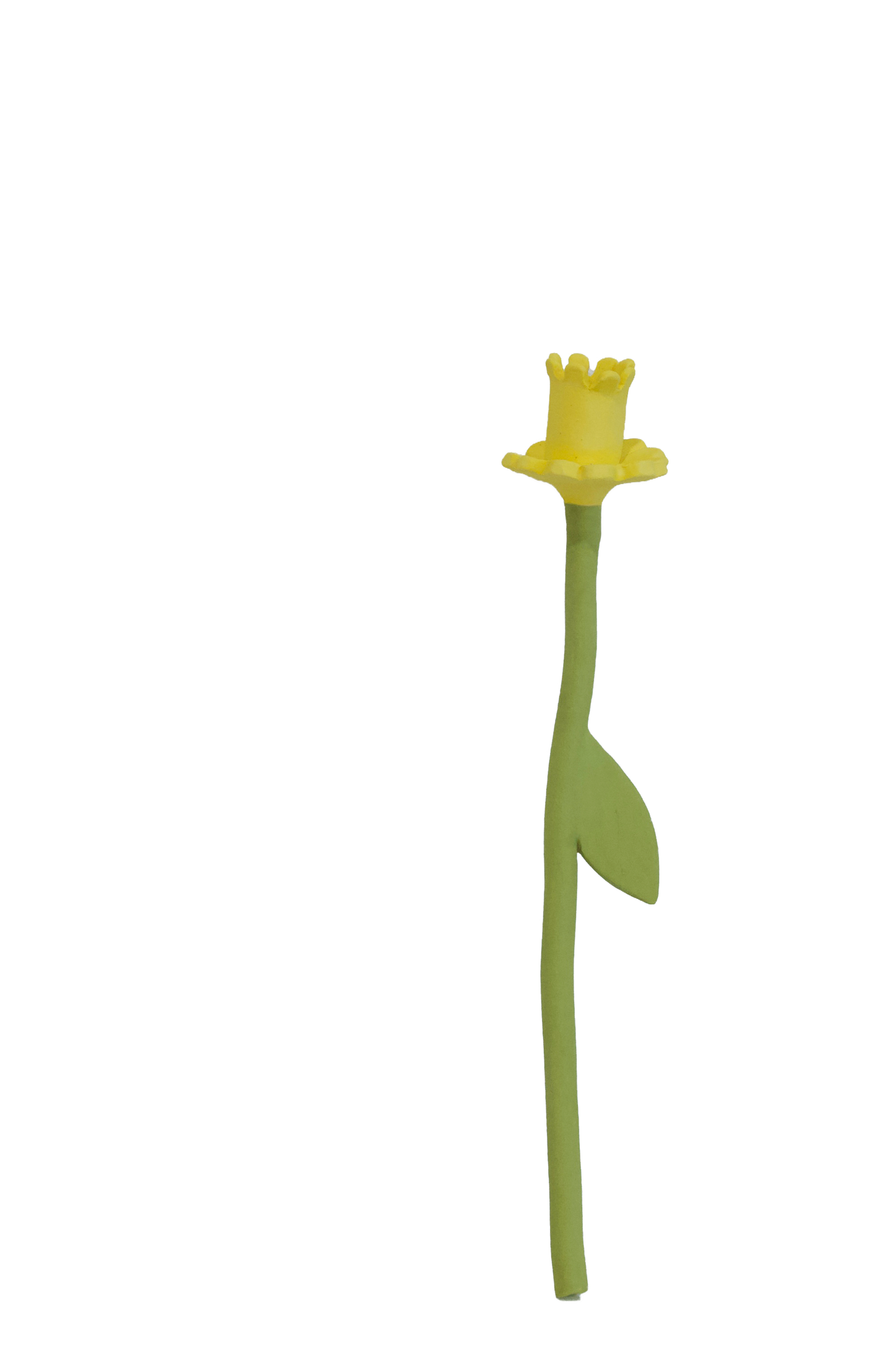 Daffodil Flower Stem