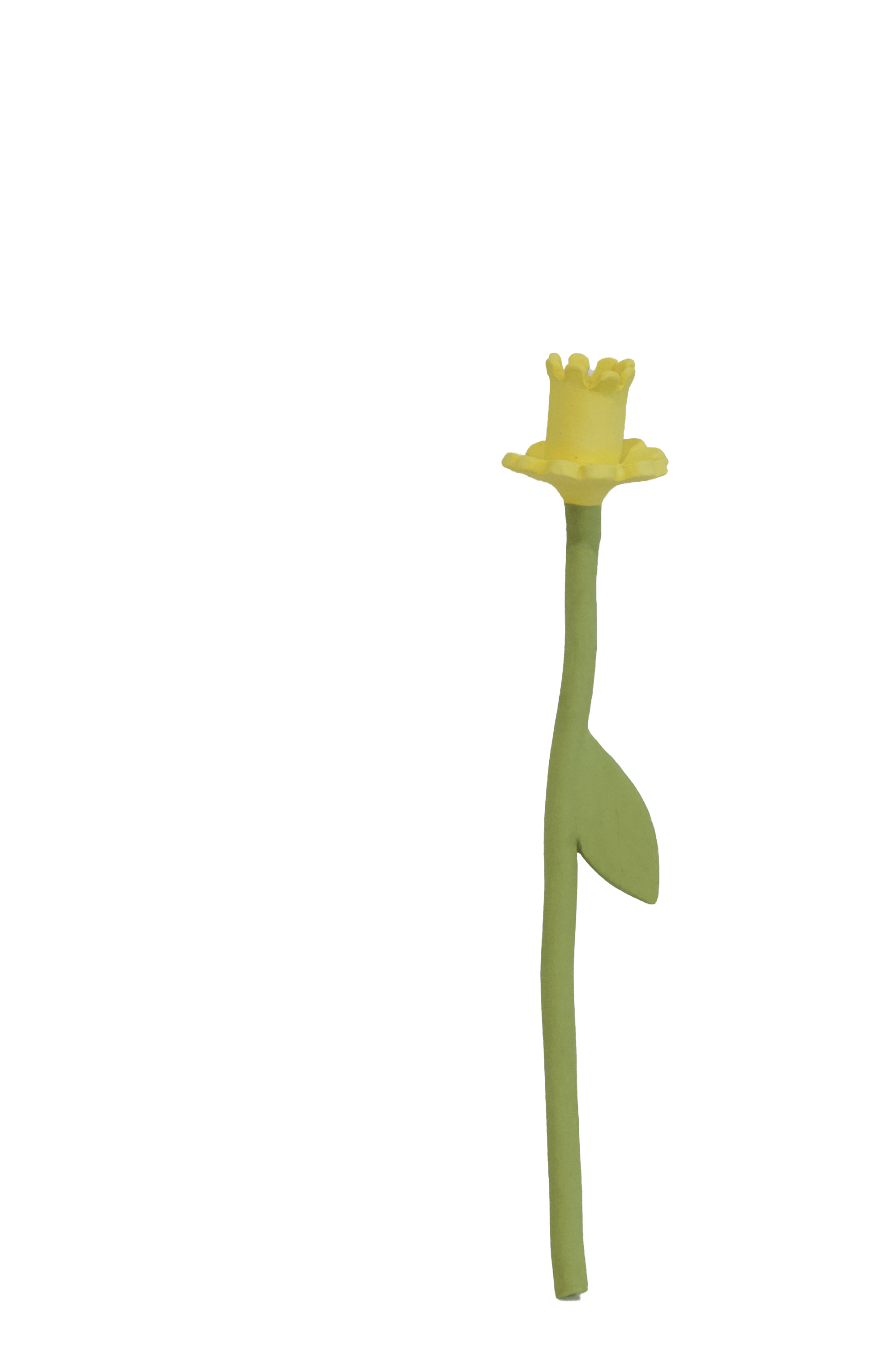Daffodil Flower Stem